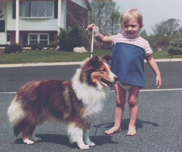 Showing Shetland Sheepdogs