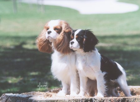 CKCSC-USA/AKC Ch. Orchard Hill Party Shoes and CKCSC-USA Ch. Orchard Hill Never Grow