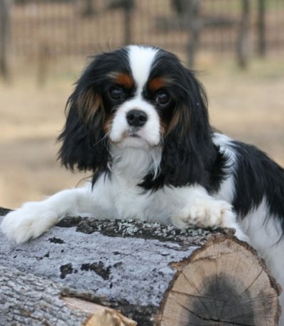 Orchard Hill Art Deco at Pinecrest