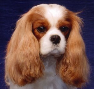 BISS CKCSC-USA/Am/Can Ch. Bramble Royal Heritage at Orchard Hill