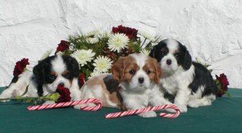 Ch. Sheeba Inspiration ex Ch. Orchardhill Surprise Party