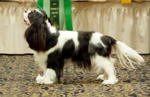 Orchardhill Buy Me A Pony