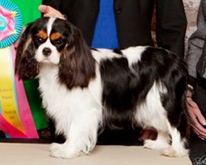 Orchardhill Next Stop Wonderland