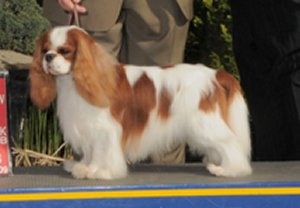 CKCSC-USA Ch. Orchard Hill Shirmont Back Talk