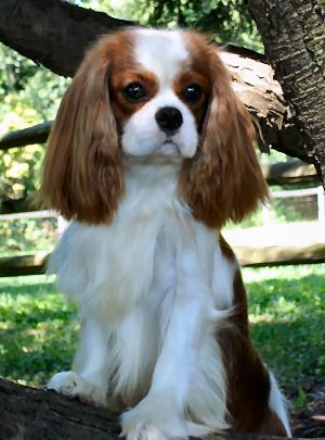 CKCSC-USA/AKC  Ch. Pinecrest Orchard Hill Rock The Boat