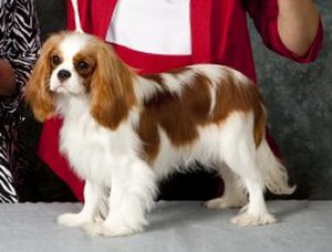 Orchard Hill Ingenue