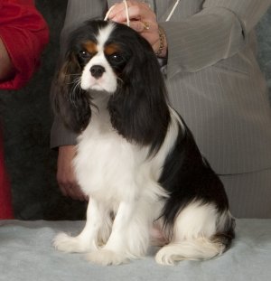 Orchard Hill Intrigue