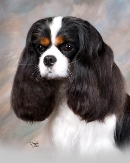 Orchard Hill Cavaliers